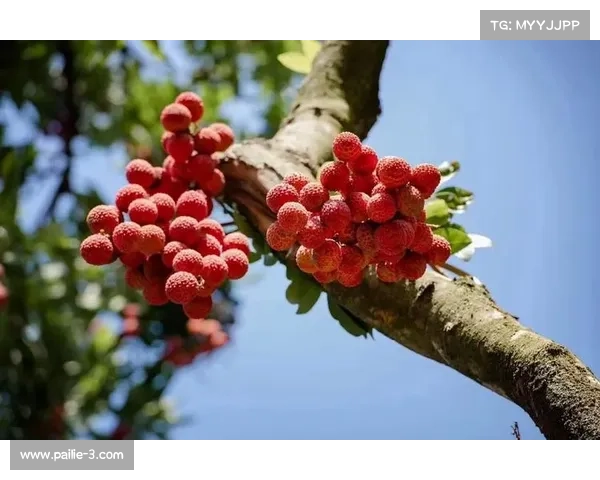 茂名墟BA中场带货秀高州荔枝对决信宜三华李的乡土品牌营销较量